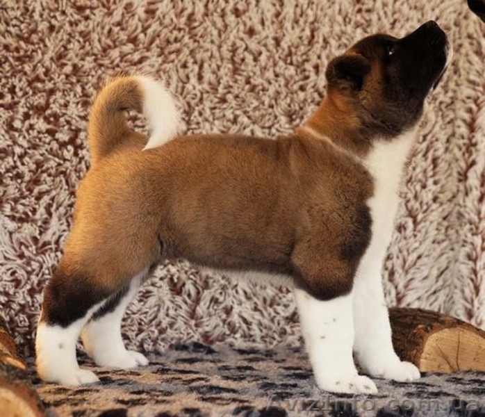 Американская акита - дети чемпионов! - <ro>Изображение</ro><ru>Изображение</ru> #5, <ru>Объявление</ru> #1594166