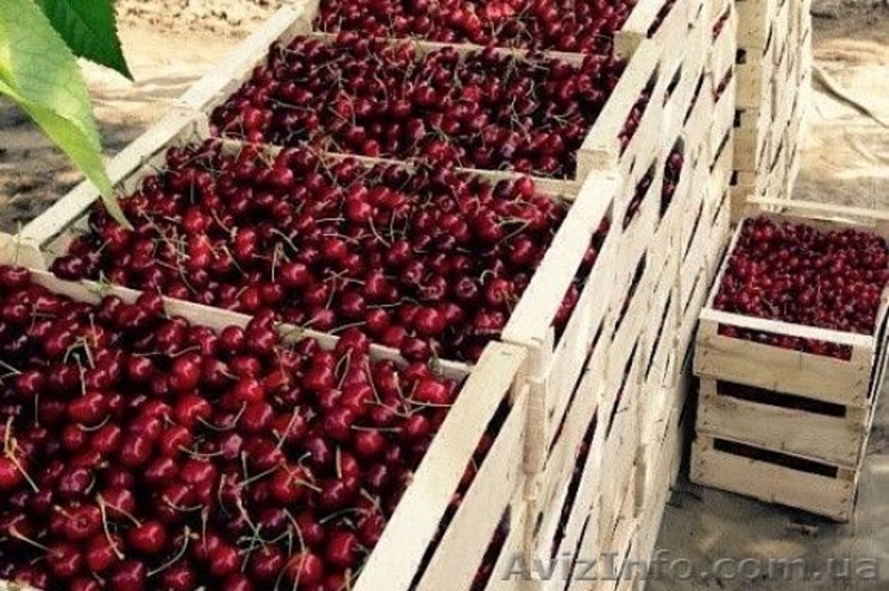 Разные сорта Черешни, Абрикос ОПТ от 1тонны - <ro>Изображение</ro><ru>Изображение</ru> #6, <ru>Объявление</ru> #1624119