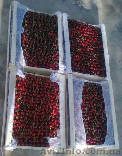 Разные сорта Черешни, Абрикос ОПТ от 1тонны - <ro>Изображение</ro><ru>Изображение</ru> #3, <ru>Объявление</ru> #1624119