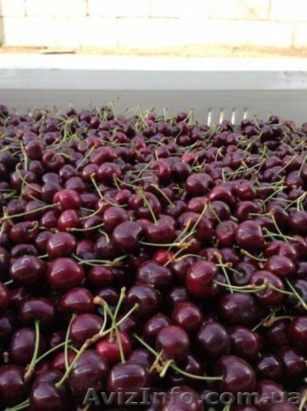 Разные сорта Черешни, Абрикос ОПТ от 1тонны - <ro>Изображение</ro><ru>Изображение</ru> #2, <ru>Объявление</ru> #1624119