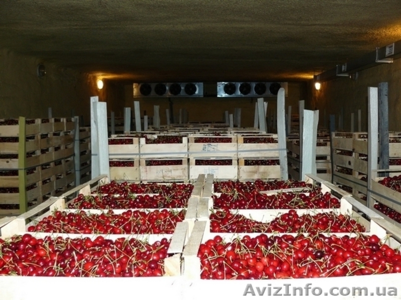 Разные сорта Черешни, Абрикос ОПТ от 1тонны - <ro>Изображение</ro><ru>Изображение</ru> #1, <ru>Объявление</ru> #1624119