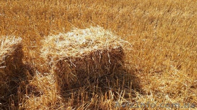 Доставка  пшеничной Соломы в тюках по Запорожью. - <ro>Изображение</ro><ru>Изображение</ru> #1, <ru>Объявление</ru> #1640273