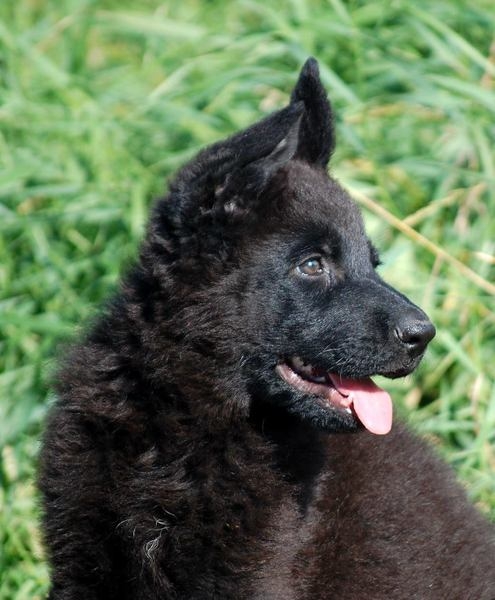 Великолепные щенки овчарок немецких линий - <ro>Изображение</ro><ru>Изображение</ru> #3, <ru>Объявление</ru> #1670074