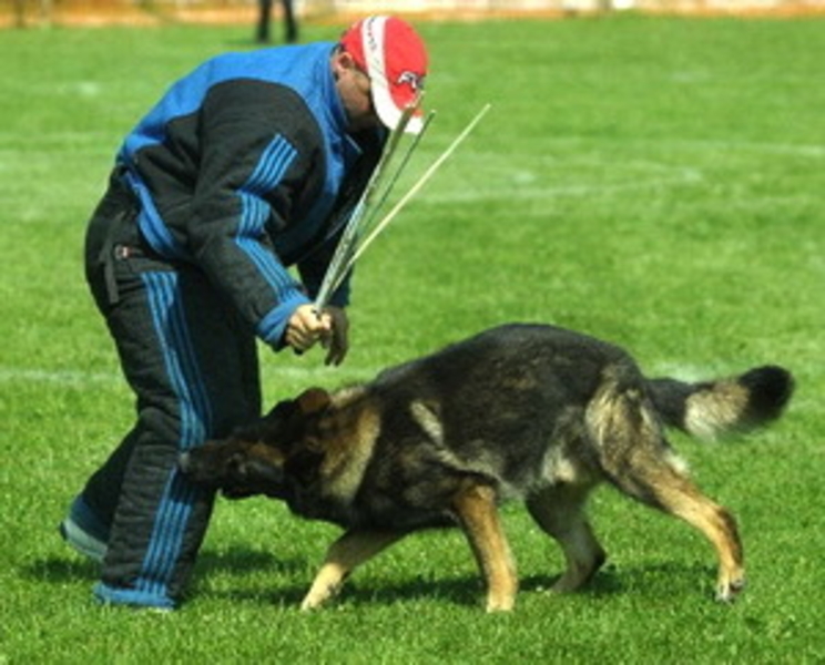Воспитание собак и хозяев.  - <ro>Изображение</ro><ru>Изображение</ru> #3, <ru>Объявление</ru> #1670075