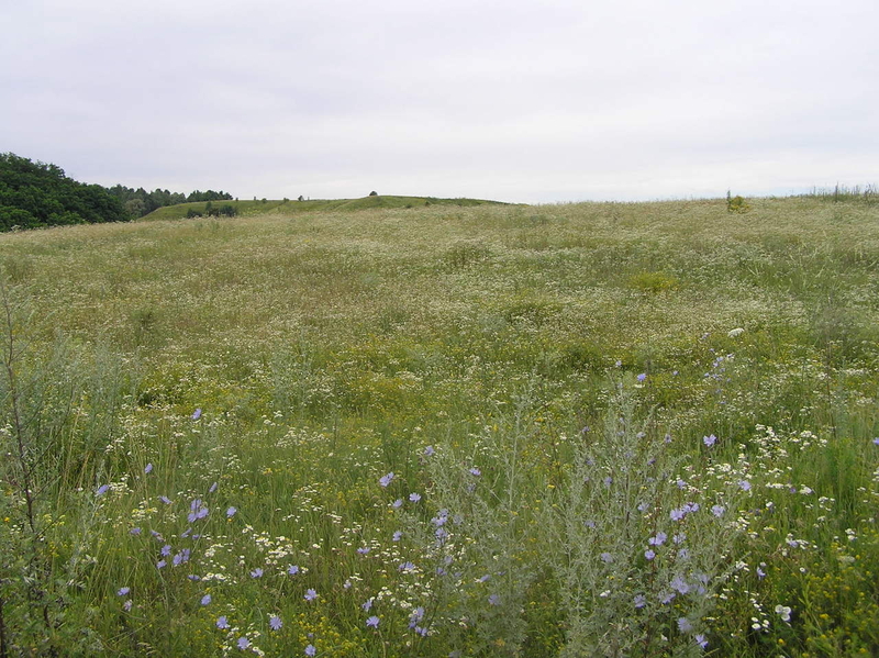 Объект на продажу под Киевом 30 мин. в сторону Обухова, Старые Безрадичи - <ro>Изображение</ro><ru>Изображение</ru> #4, <ru>Объявление</ru> #1684940