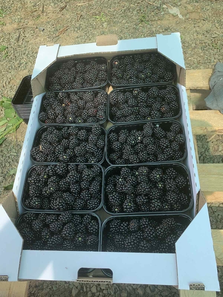 Ежевика свежая - <ro>Изображение</ro><ru>Изображение</ru> #1, <ru>Объявление</ru> #1686529