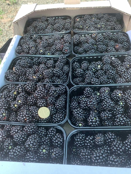 Ежевика свежая - <ro>Изображение</ro><ru>Изображение</ru> #2, <ru>Объявление</ru> #1686529