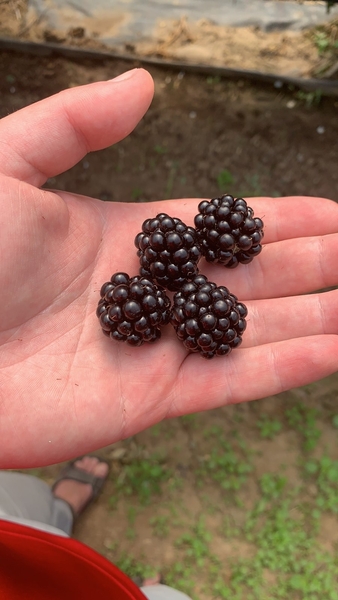 Ежевика свежая - <ro>Изображение</ro><ru>Изображение</ru> #3, <ru>Объявление</ru> #1686529