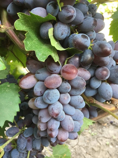 виноград столовый свежий - <ro>Изображение</ro><ru>Изображение</ru> #3, <ru>Объявление</ru> #1688601