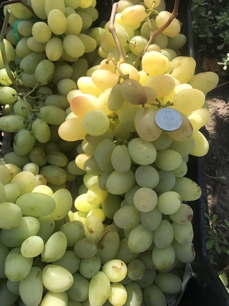 виноград столовый свежий - <ro>Изображение</ro><ru>Изображение</ru> #2, <ru>Объявление</ru> #1688601