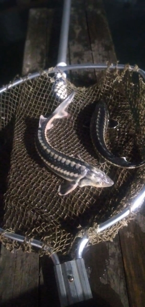 Осетр для зарыбления водоемов - <ro>Изображение</ro><ru>Изображение</ru> #2, <ru>Объявление</ru> #1710895