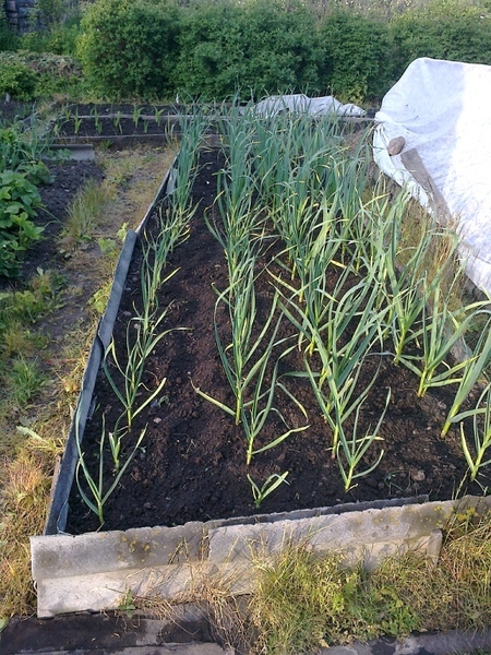 Продам дачу на Азовском море - <ro>Изображение</ro><ru>Изображение</ru> #9, <ru>Объявление</ru> #1720777