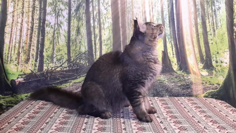 Котята породы мейн-кун из питомника - <ro>Изображение</ro><ru>Изображение</ru> #2, <ru>Объявление</ru> #1722234