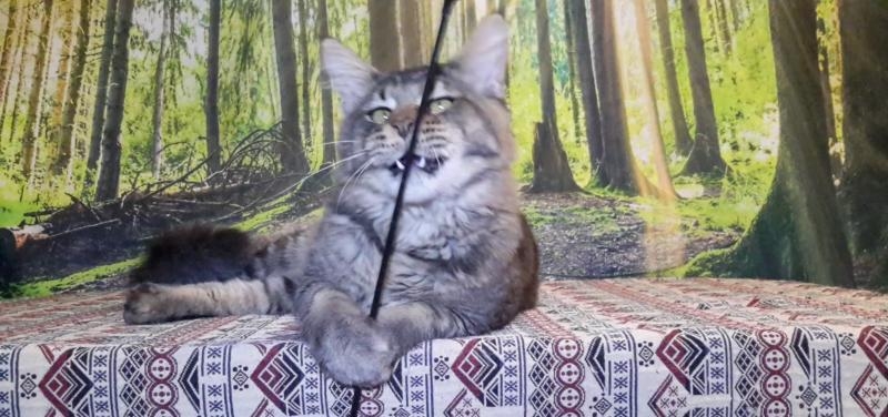 Котята породы мейн-кун из питомника - <ro>Изображение</ro><ru>Изображение</ru> #4, <ru>Объявление</ru> #1722234