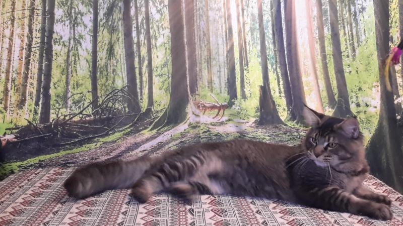 Котята породы мейн-кун из питомника - <ro>Изображение</ro><ru>Изображение</ru> #5, <ru>Объявление</ru> #1722234