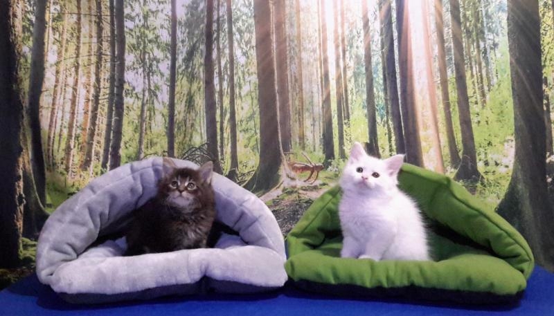 Котята породы мейн-кун из питомника - <ro>Изображение</ro><ru>Изображение</ru> #6, <ru>Объявление</ru> #1722234