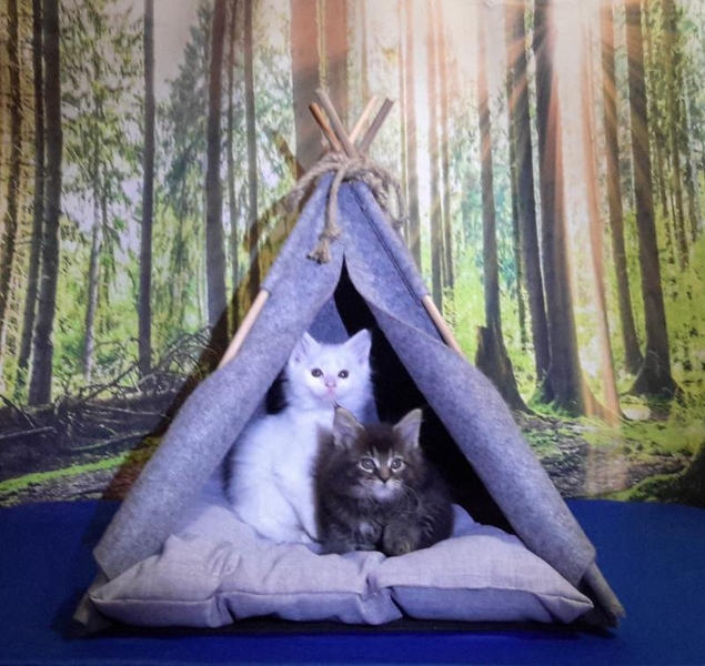 Котята породы мейн-кун из питомника - <ro>Изображение</ro><ru>Изображение</ru> #7, <ru>Объявление</ru> #1722234