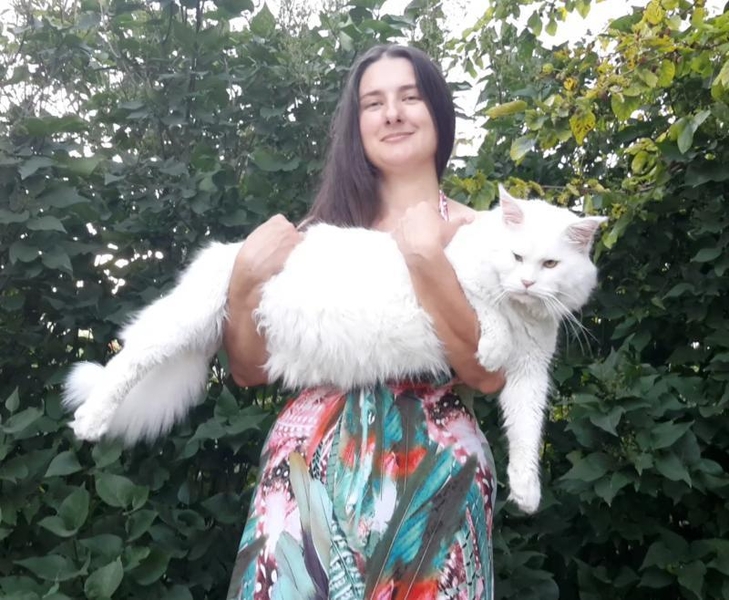 Котята породы мейн-кун из питомника - <ro>Изображение</ro><ru>Изображение</ru> #8, <ru>Объявление</ru> #1722234