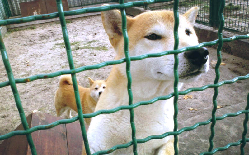 Сетка  канилированная в секциях под заказ - <ro>Изображение</ro><ru>Изображение</ru> #3, <ru>Объявление</ru> #1713196