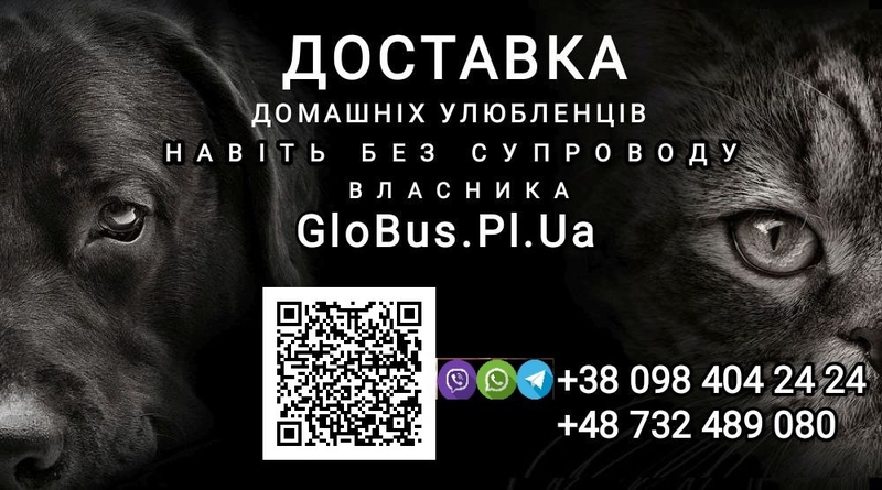 Перевізник Україна - Польща - Україна - <ro>Изображение</ro><ru>Изображение</ru> #3, <ru>Объявление</ru> #1734395